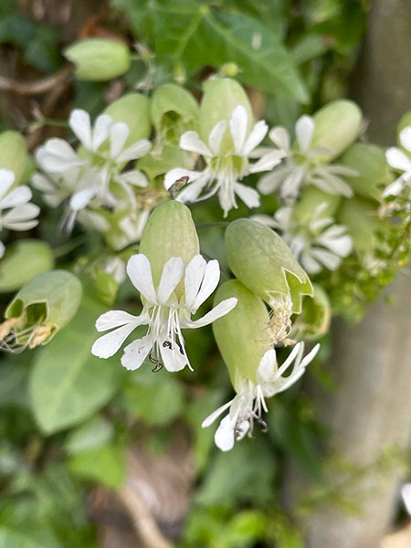 Noxious Weeds