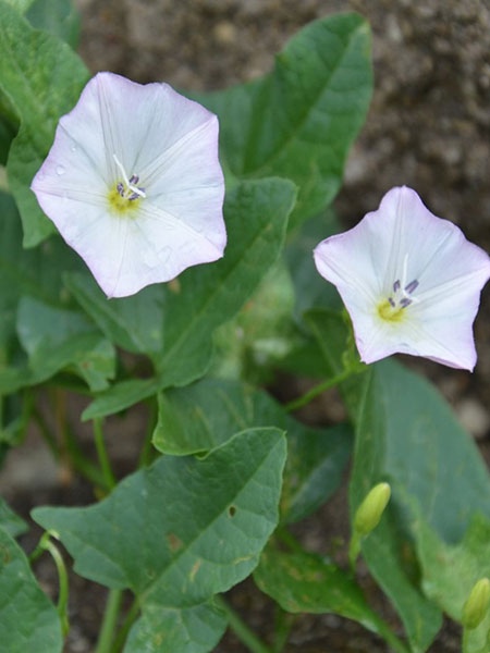 Noxious Weeds