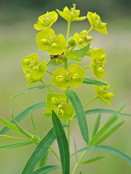 Noxious Weeds